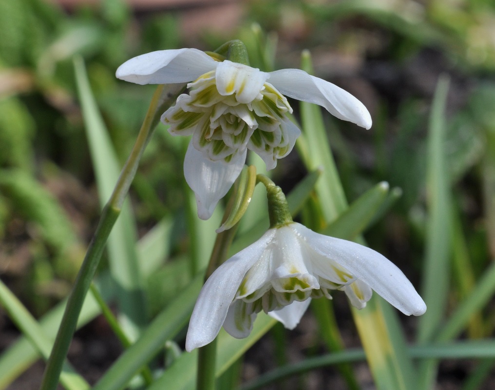 Изображение особи Galanthus nivalis.