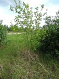 Salix pentandra. Цветущее растение. Московская обл., Электрогорск, северный берег Стахановского озера. 31.05.2015.