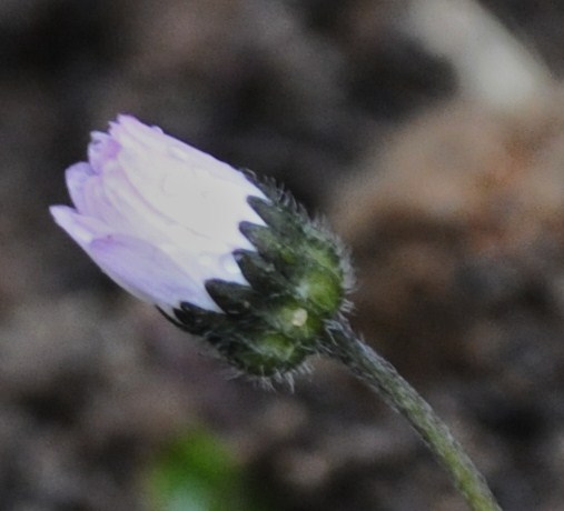 Изображение особи Bellis annua.