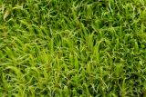 Dicranum polysetum