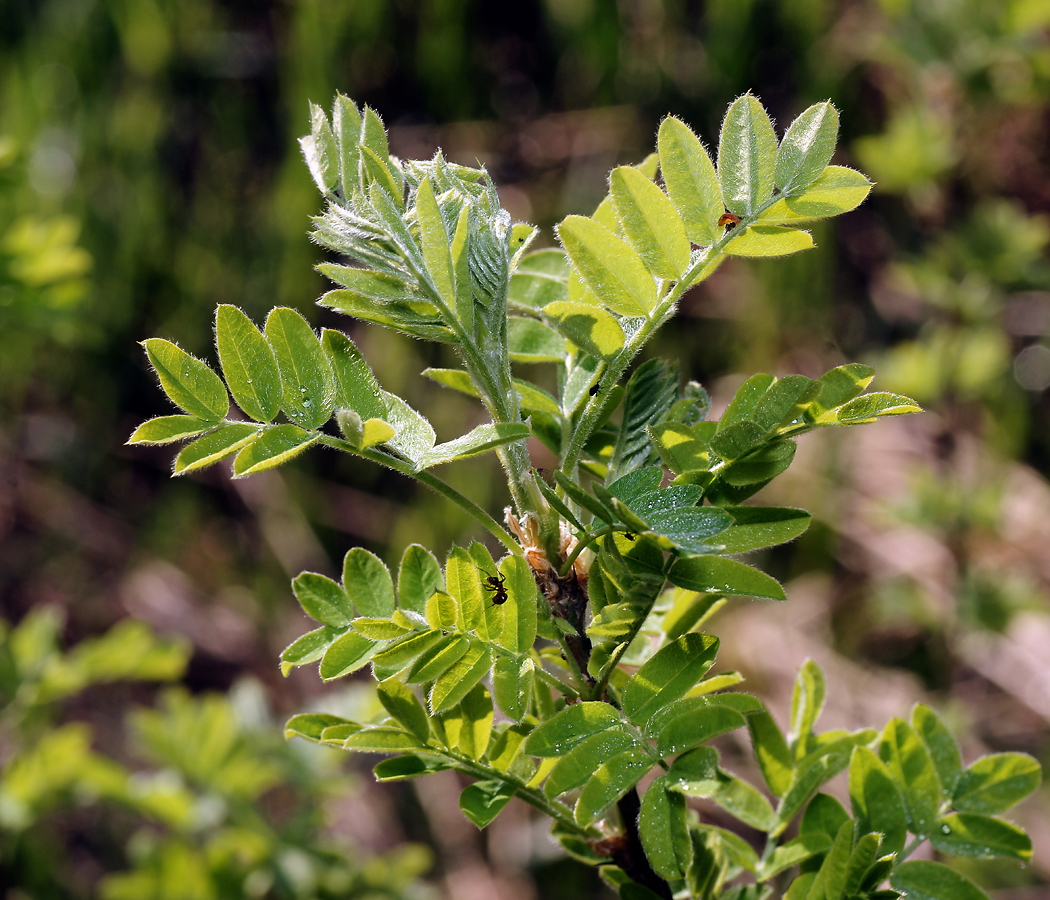 Изображение особи Caragana arborescens.