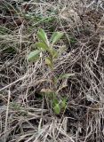 genus Cerastium. Растение на песчано-гравийном откосе. Кольский п-ов, окр. Туманный, насыпная терраса над нижним бьефом Серебрянской ГЭС-2. 15.05.2016.