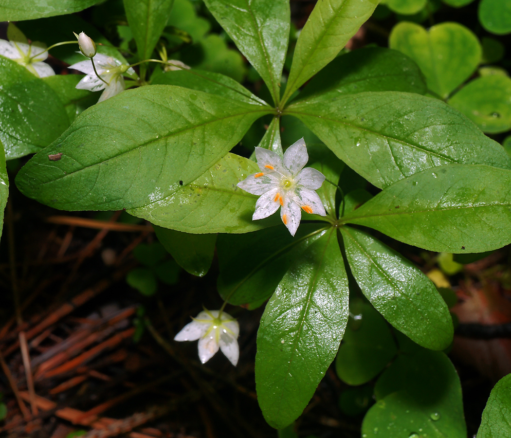 Image of Trientalis europaea specimen.