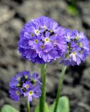 Primula denticulata. Соцветия. Москва, ботанический сад МГУ \"Аптекарский огород\". 02.05.2016.