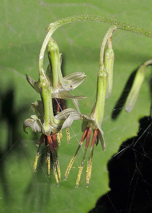 Image of Prenanthes tatarinowii specimen.