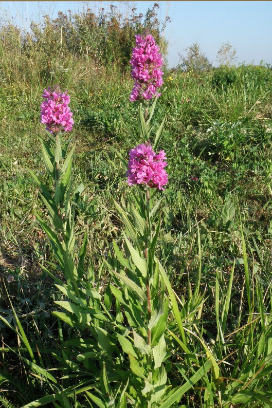 Изображение особи Lythrum salicaria.