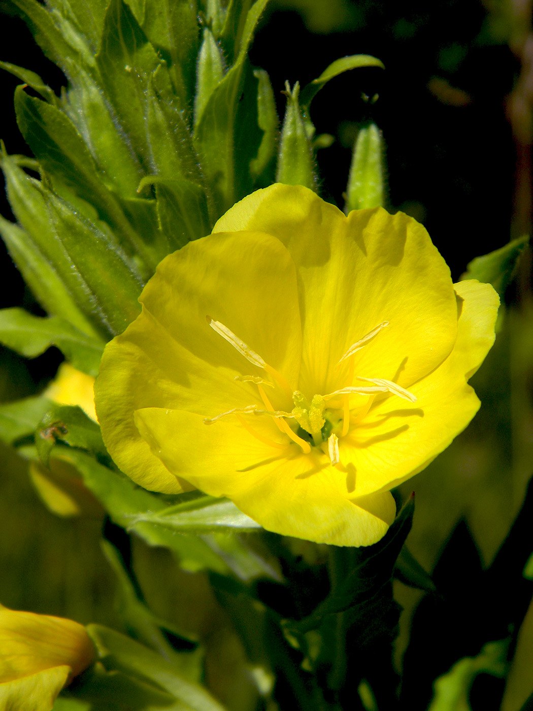 Изображение особи Oenothera rubricaulis.