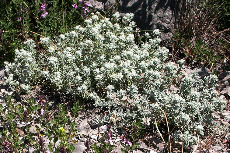 Изображение особи Teucrium capitatum.