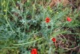 Glaucium grandiflorum