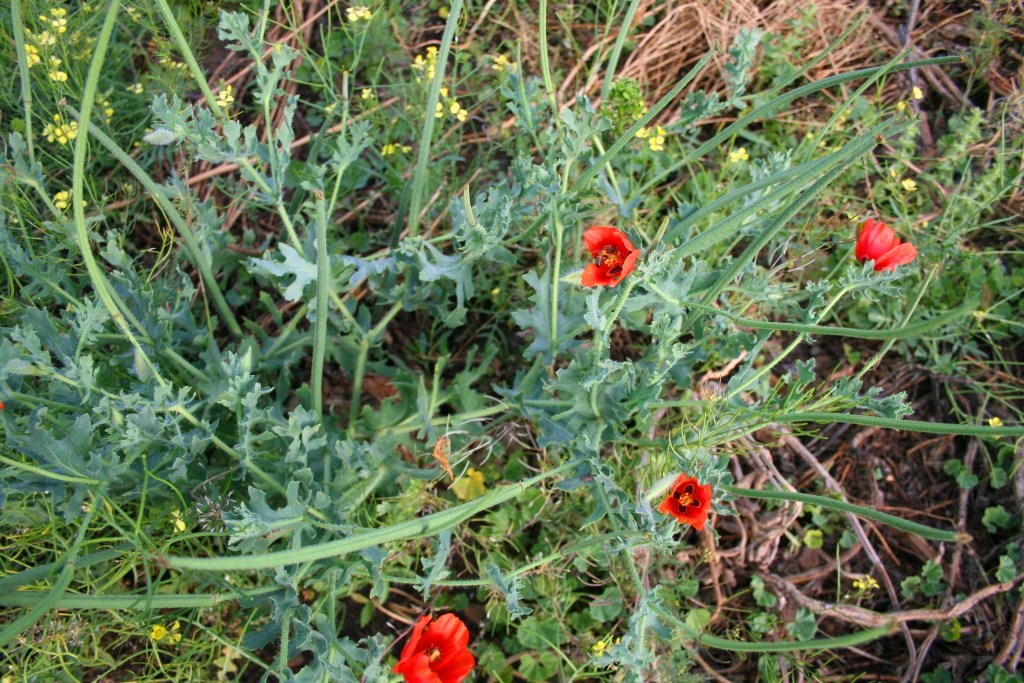 Image of Glaucium grandiflorum specimen.