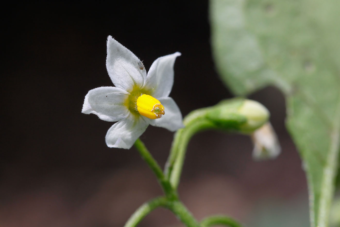 Изображение особи Solanum nigrum.