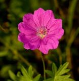 Geranium sanguineum. Цветок. Южный Урал, Челябинская обл., правый берег р. Ай, скальный массив ниже Больших Притесов. 9 июля 2016 г.