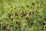 Sanguisorba officinalis