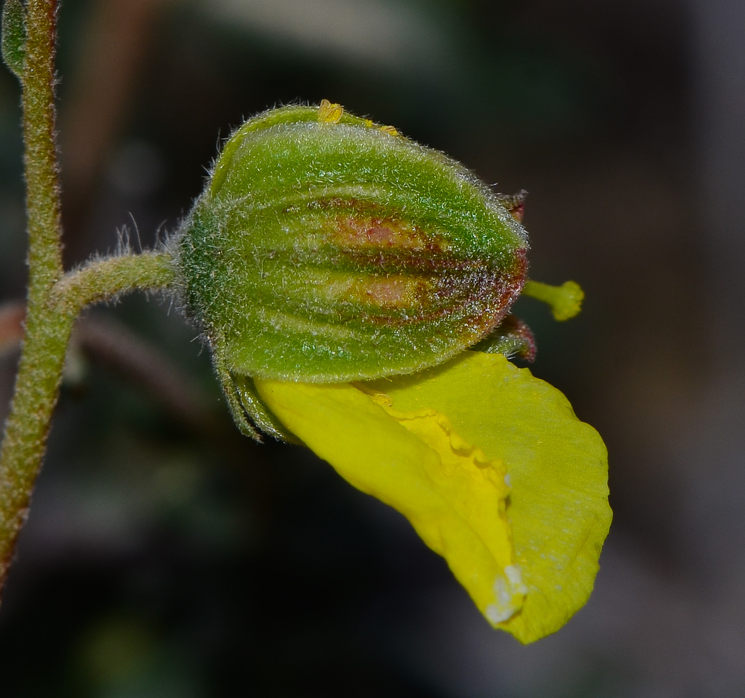 Image of Helianthemum ventosum specimen.