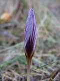 Crocus tauricus