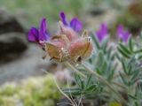 Oxytropis pumila