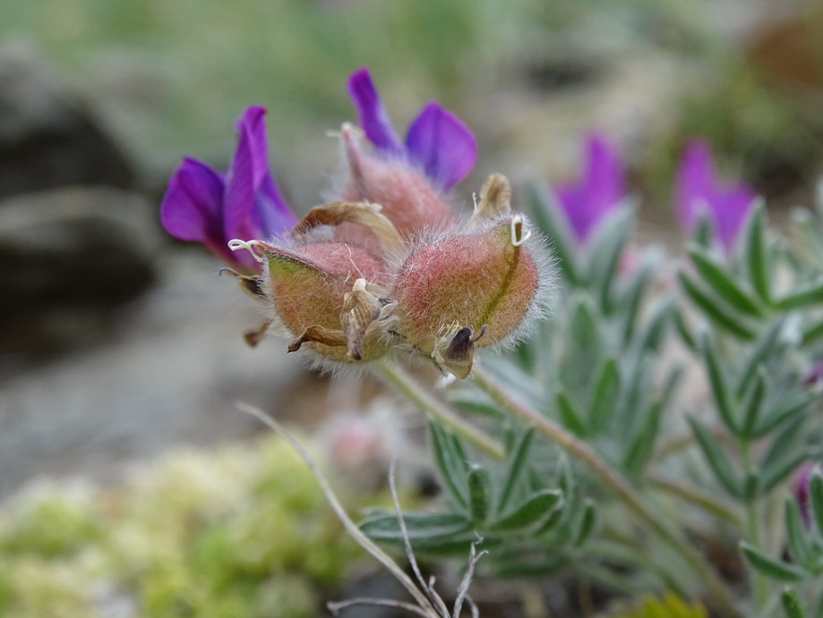 Изображение особи Oxytropis pumila.