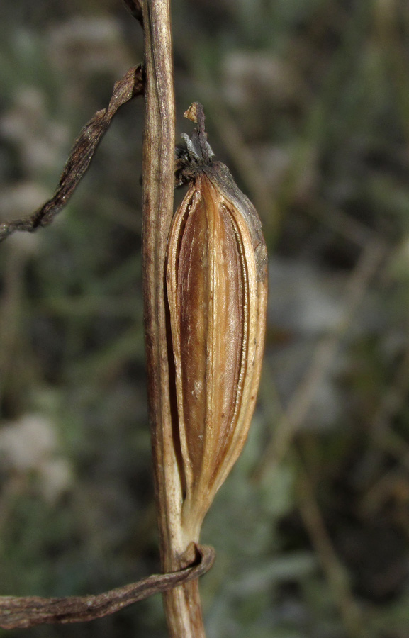 Image of Ophrys × vallis-costae specimen.