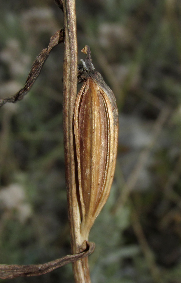 Image of Ophrys &times; vallis-costae specimen.