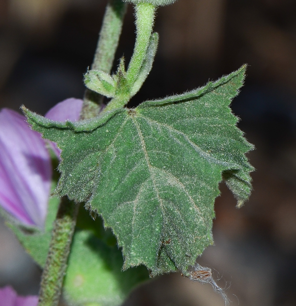 Изображение особи Malva punctata.