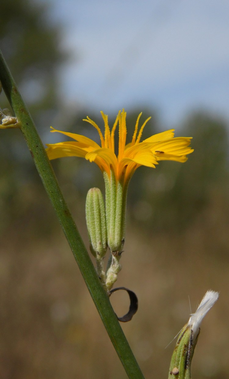 Изображение особи Chondrilla juncea.