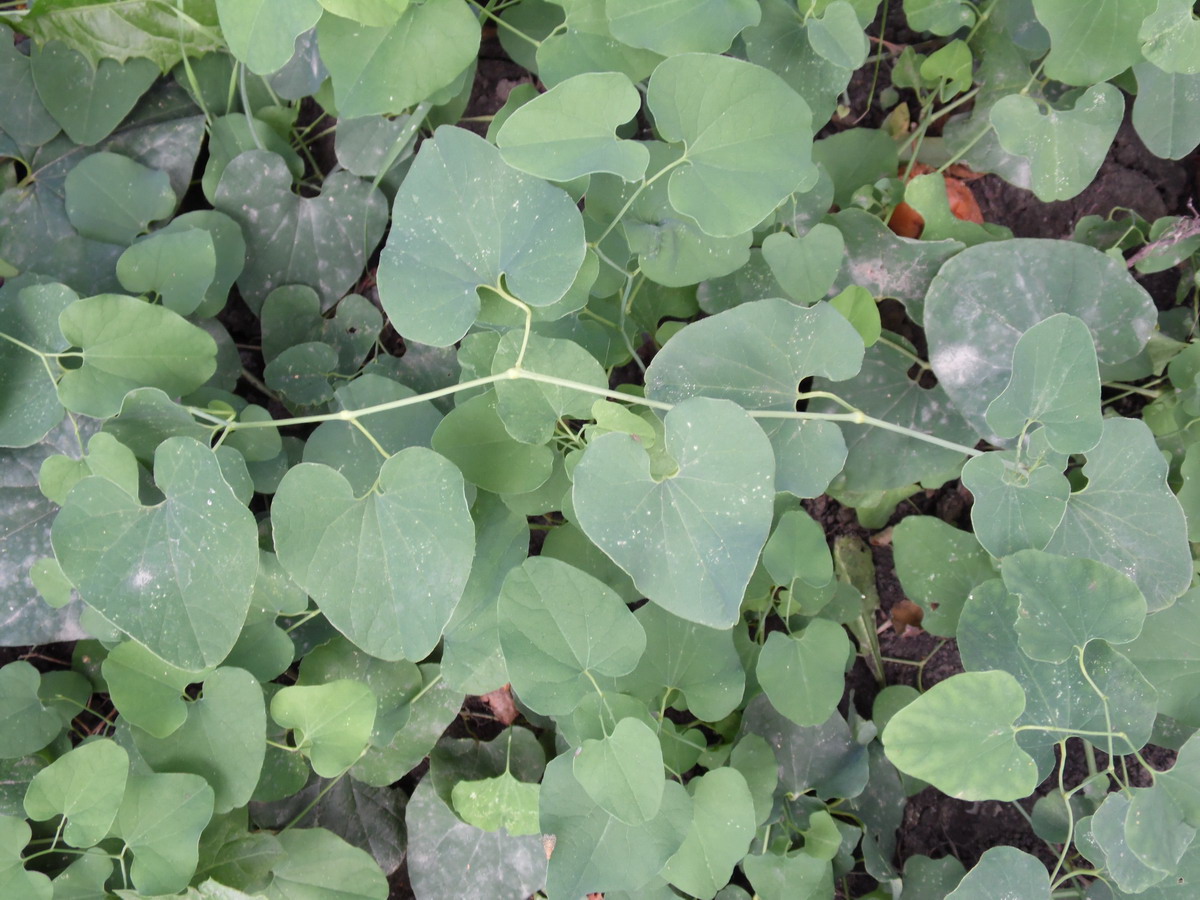 Image of Aristolochia clematitis specimen.