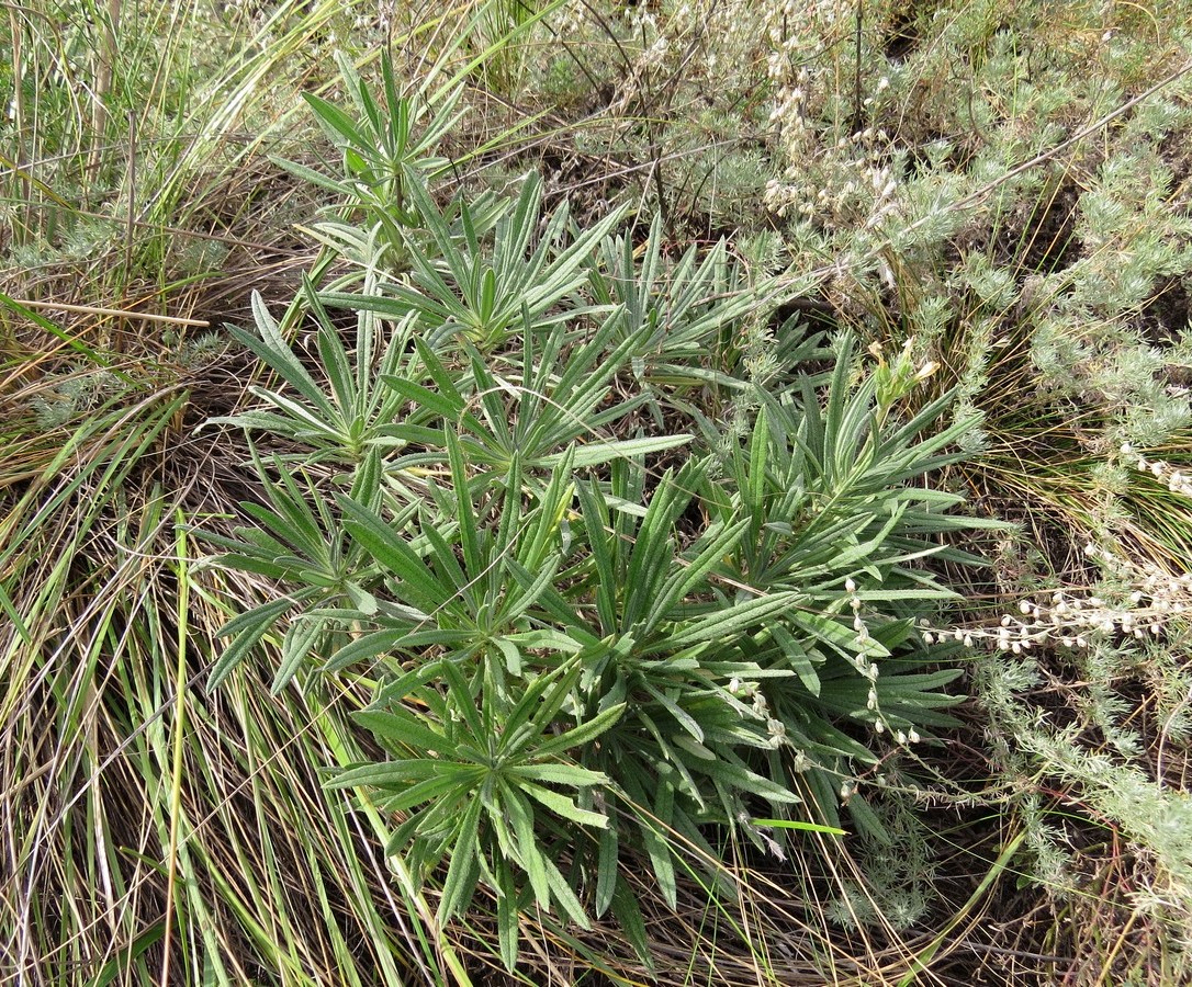 Image of Onosma simplicissima specimen.