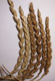 Triticum spelta