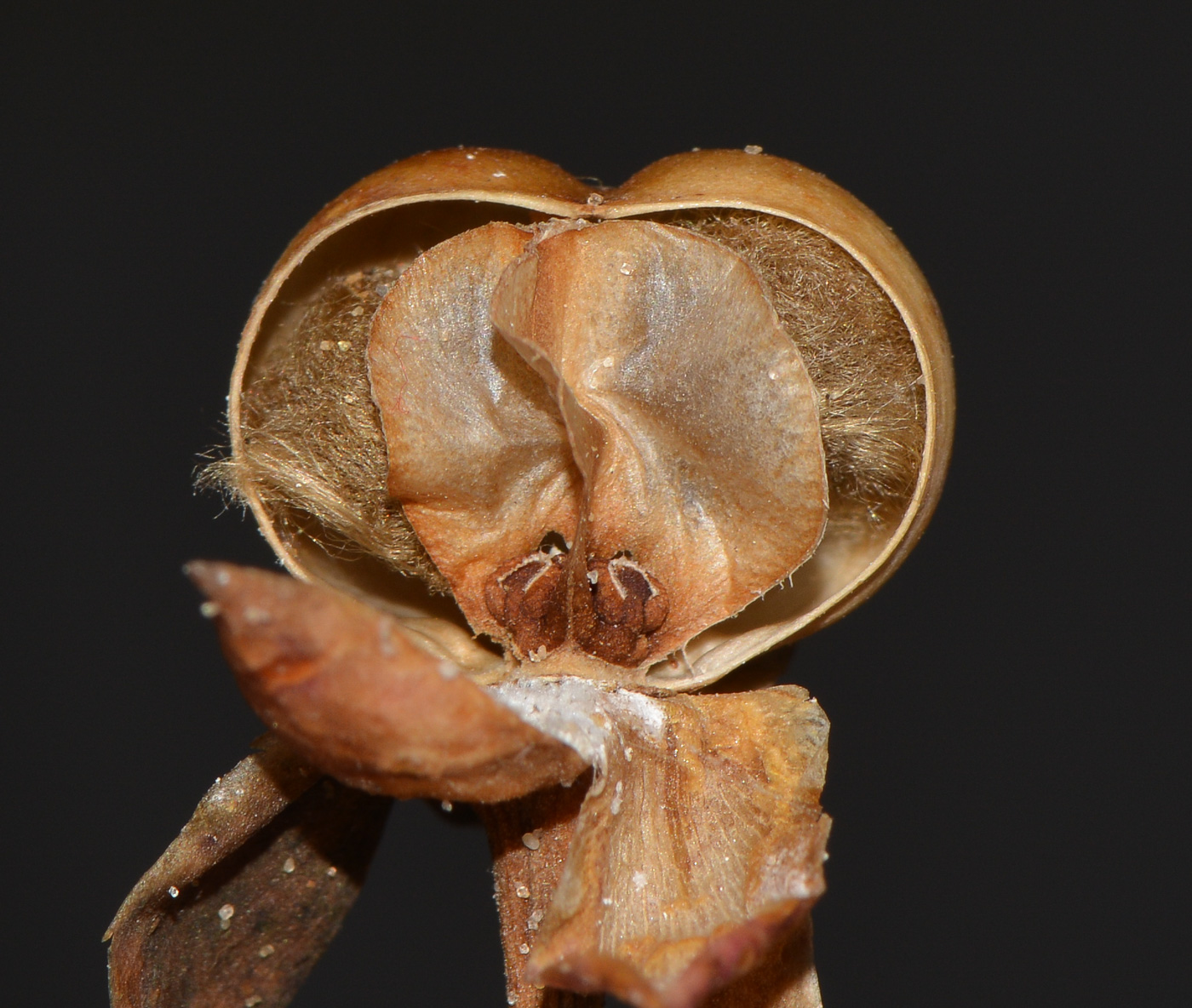 Image of Ipomoea imperati specimen.