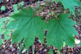 Acer pseudosieboldianum. Листья. Владивосток, о. Русский, лес. 10.09.2016.