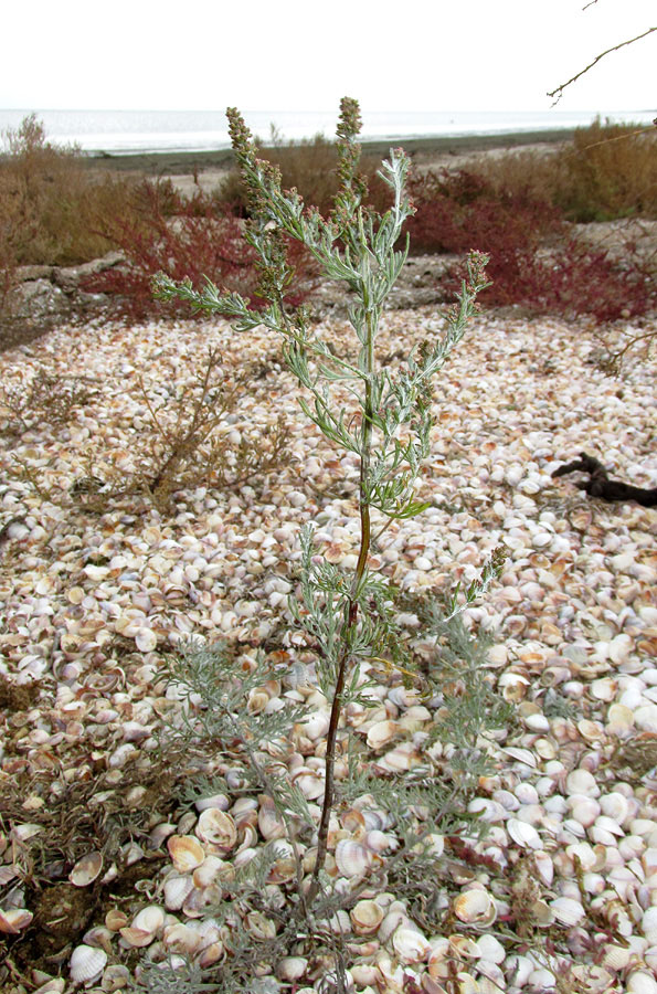 Изображение особи Artemisia santonicum.