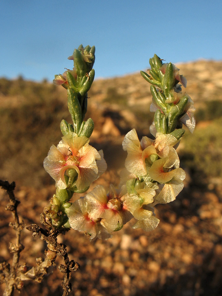 Image of Salsola oppositifolia specimen.