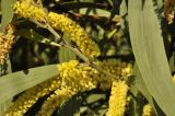 genus Acacia. Часть ветви с соцветиями. Австралия, г. Брисбен, городское озеленение. 13.08.2013.