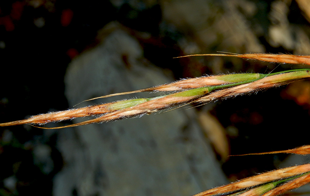 Image of Brachypodium sylvaticum ssp. pubescens specimen.