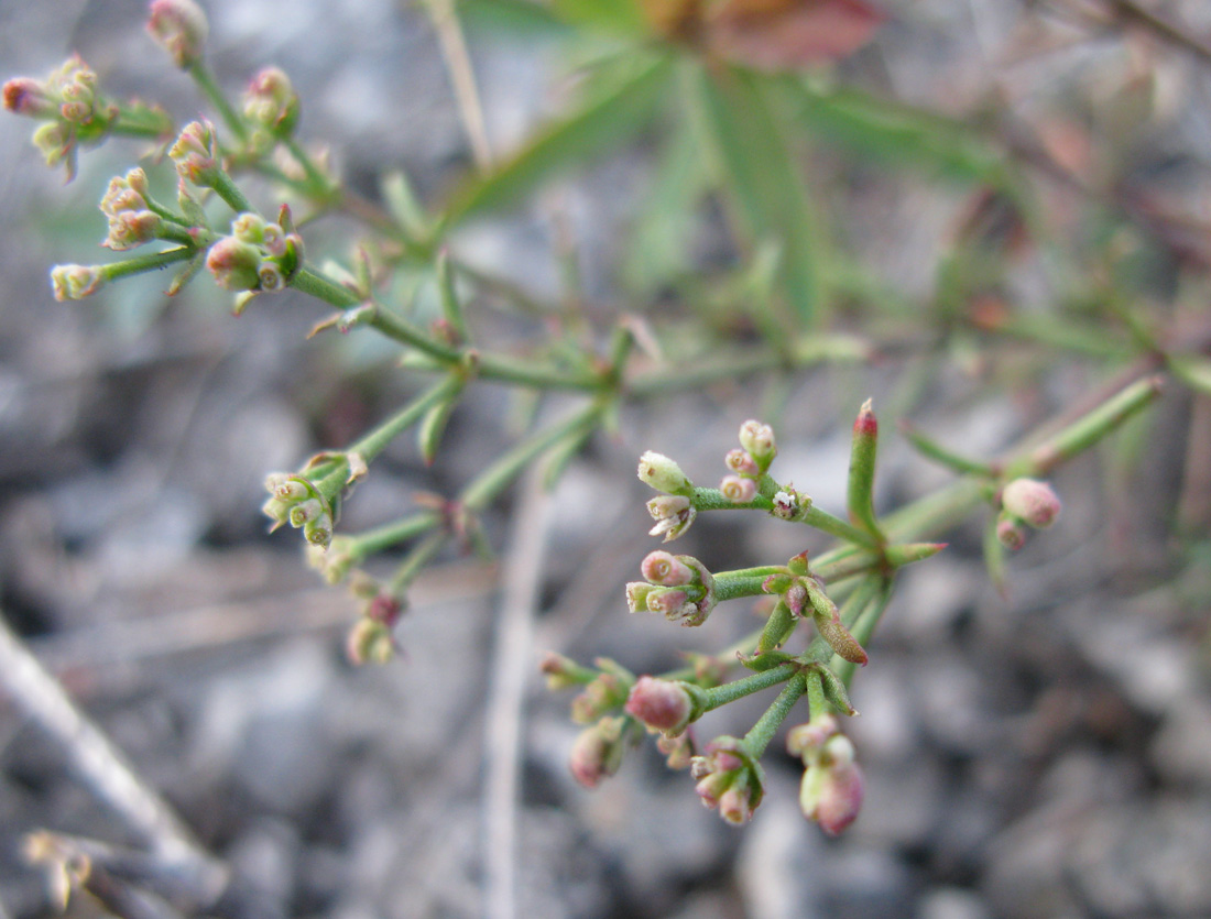 Image of Asperula exasperata specimen.