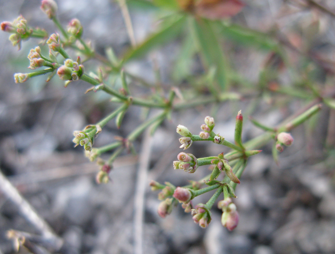 Image of Asperula exasperata specimen.