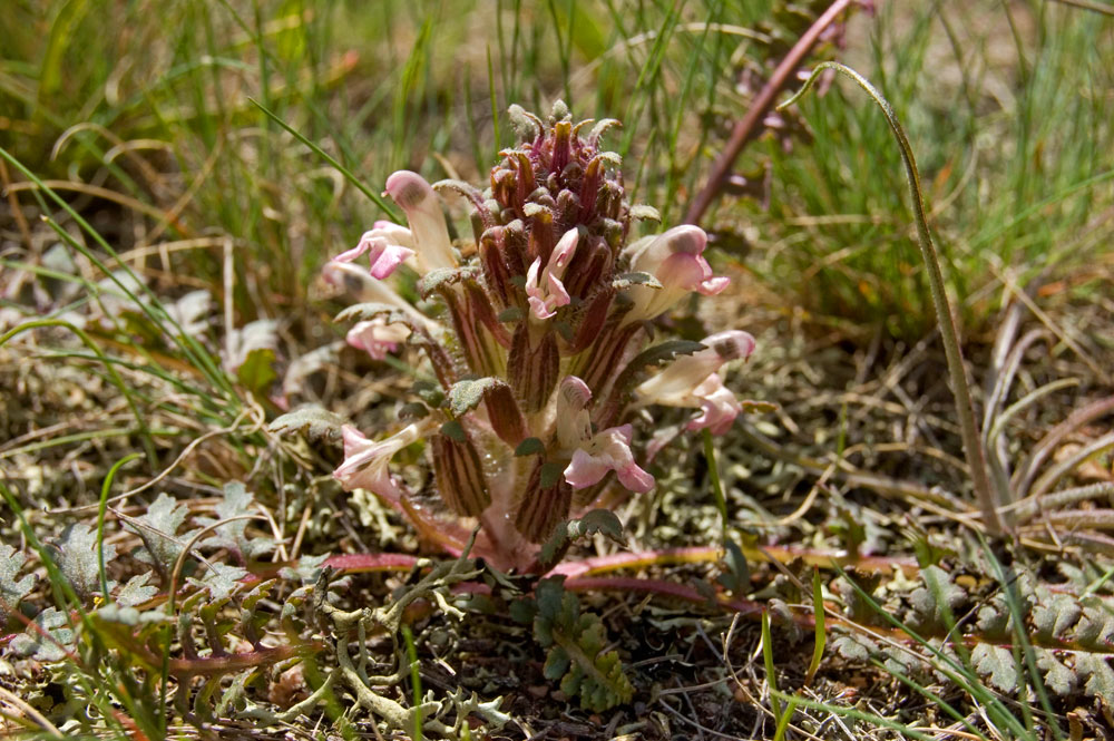 Image of Pedicularis semenowii specimen.
