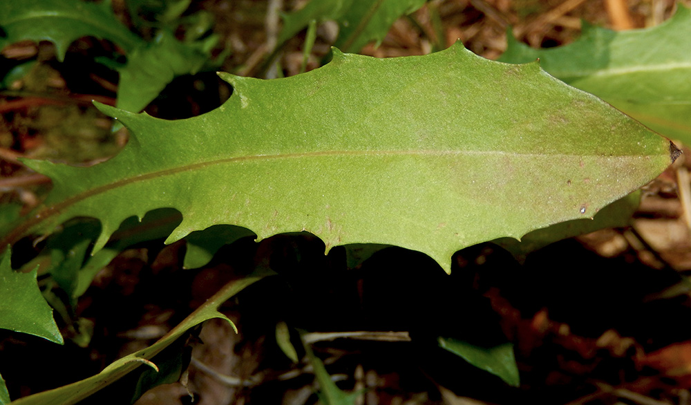 Image of Leontodon hispidus ssp. hastilis specimen.