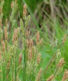род Carex. Верхушки цветущих растений. Иркутская обл., г. Шелехов, небольшой участок леса в центре города. 07.06.2016.