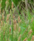 genus Carex. Верхушки цветущих растений. Иркутская обл., г. Шелехов, небольшой участок леса в центре города. 07.06.2016.