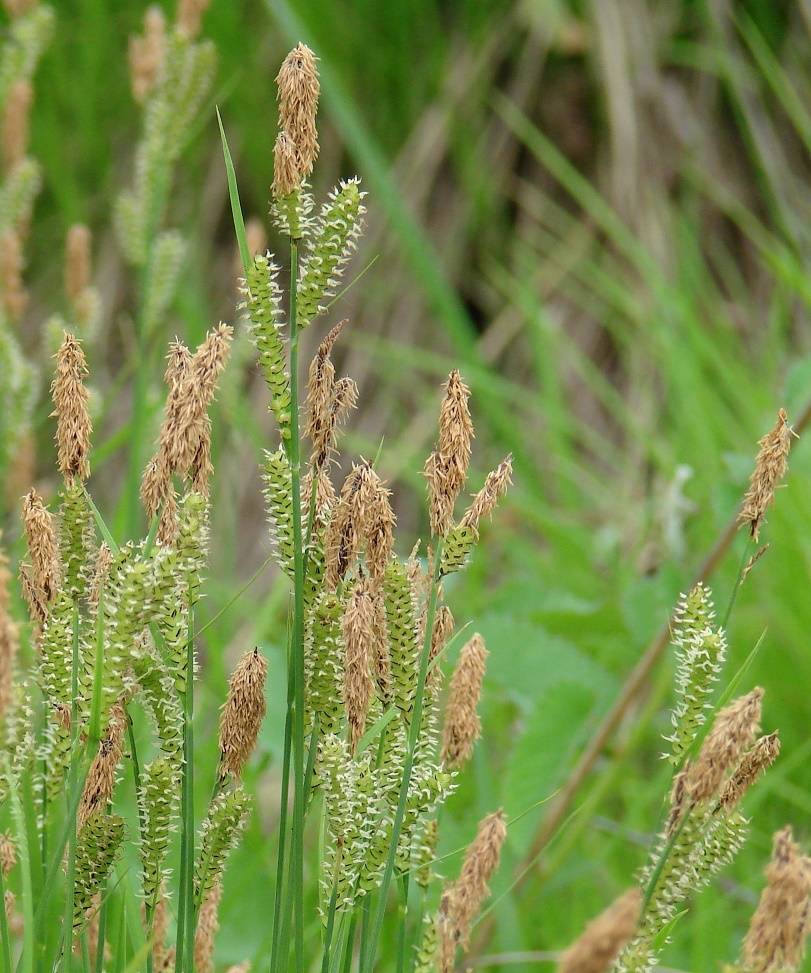 Изображение особи род Carex.