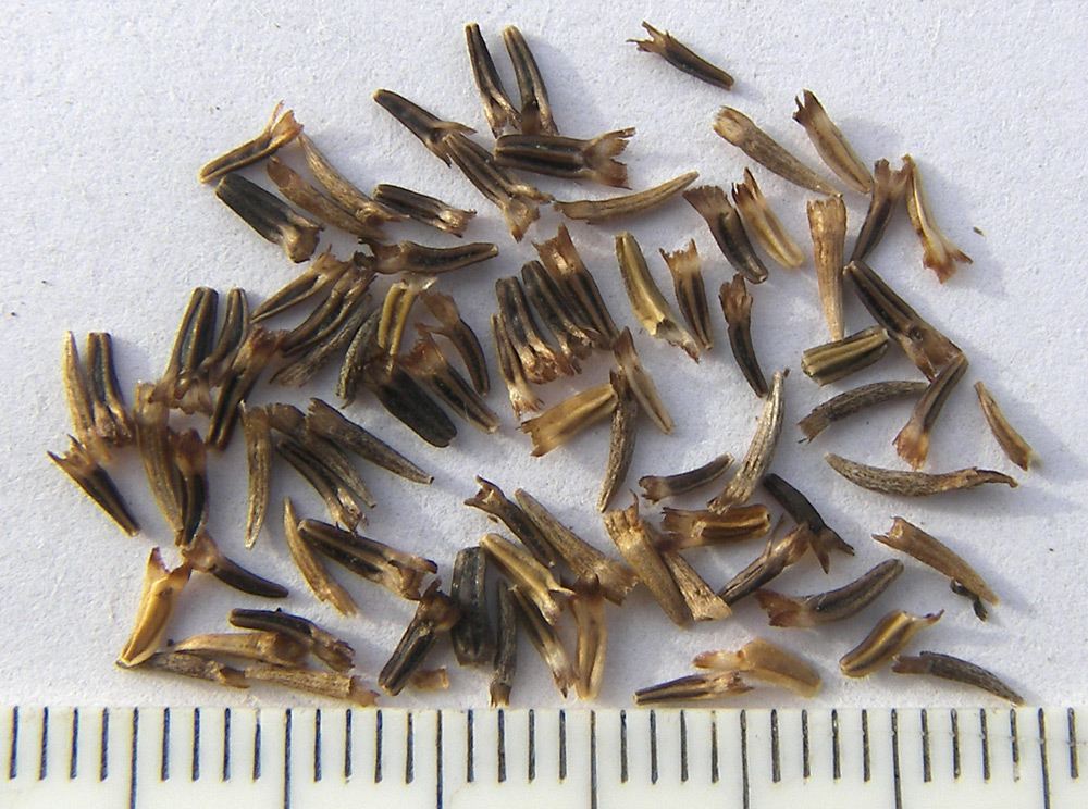 Image of Tripleurospermum caucasicum specimen.