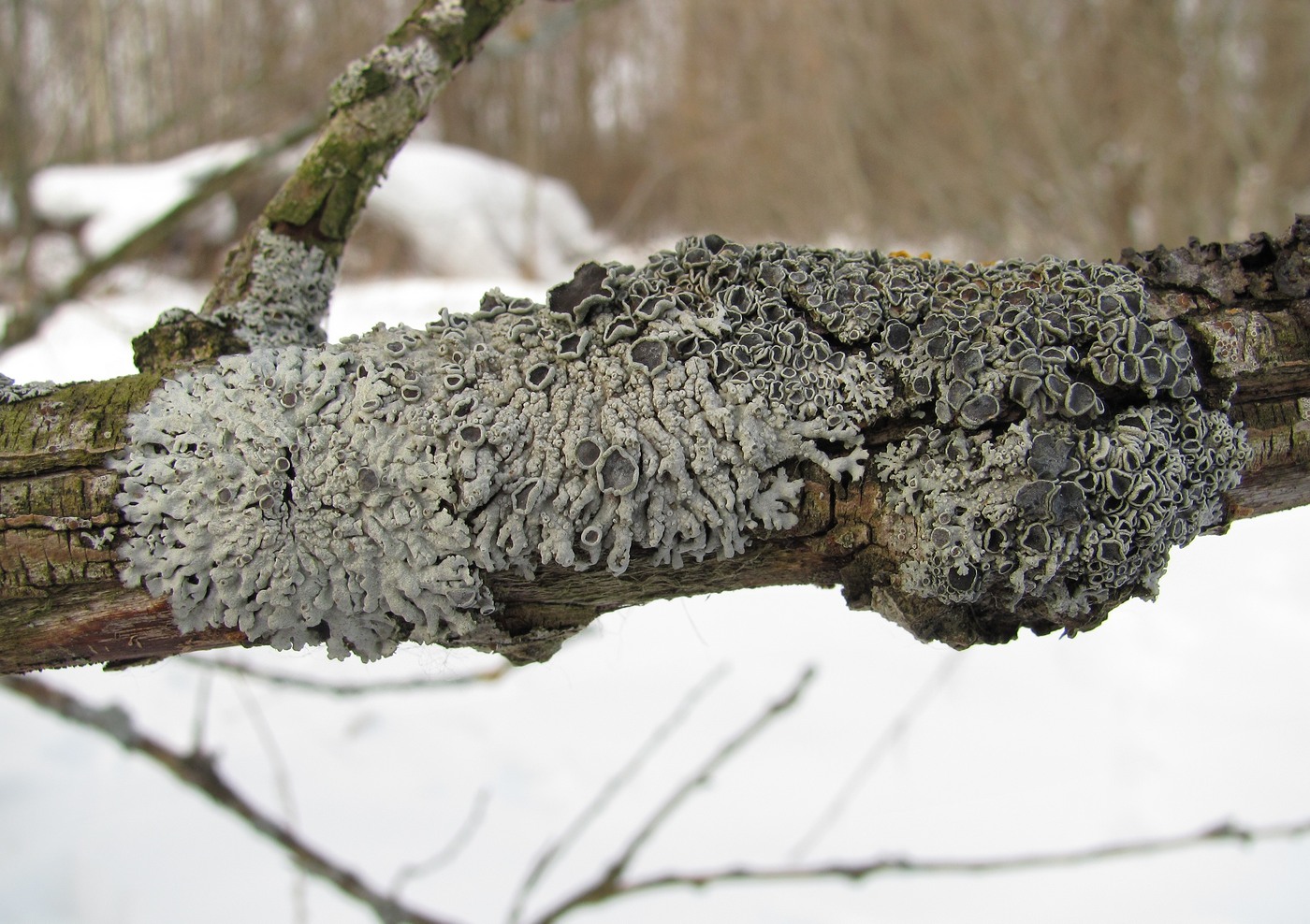 Image of genus Physcia specimen.