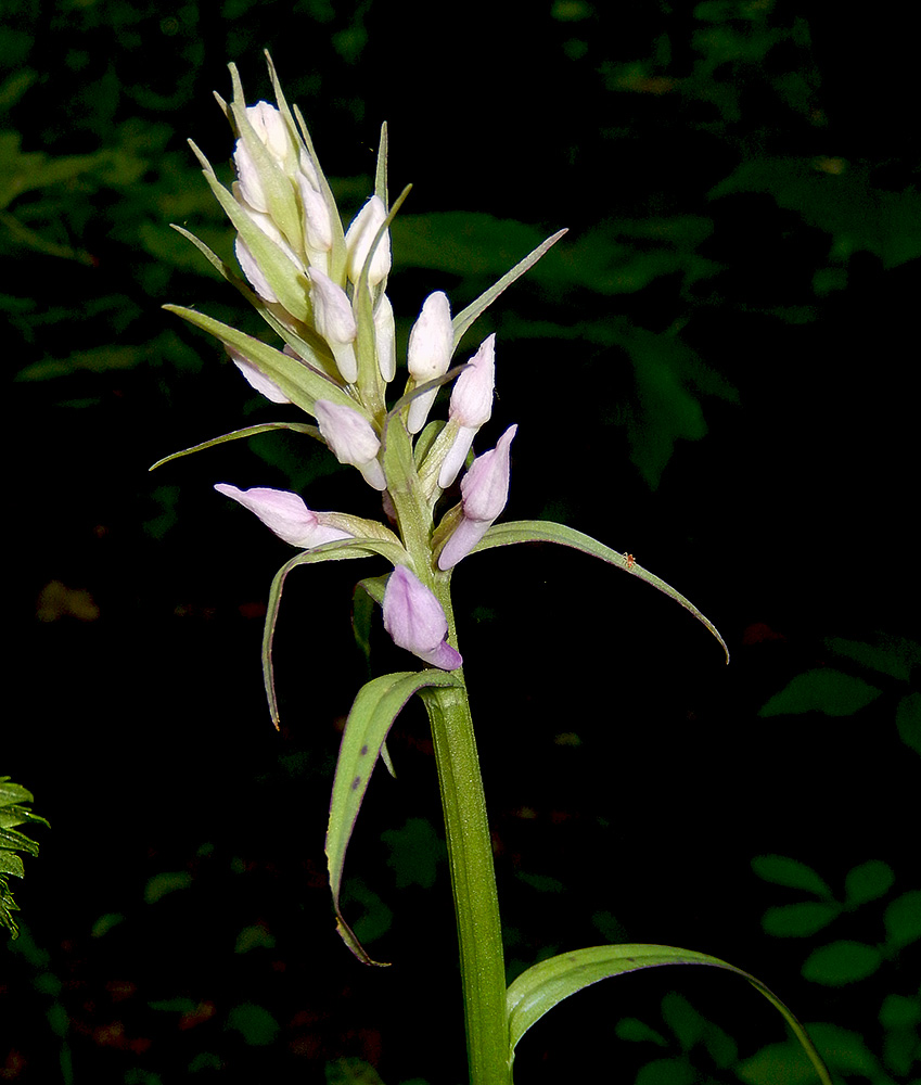 Изображение особи Dactylorhiza urvilleana.