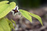 Epimedium epsteinii