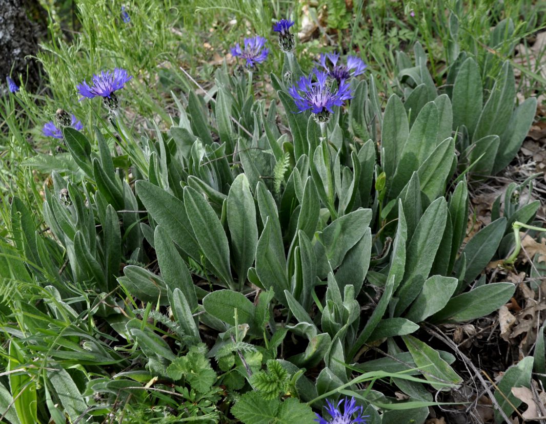 Изображение особи Centaurea pichleri.