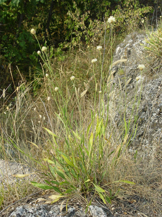 Image of Cephalaria coriacea specimen.