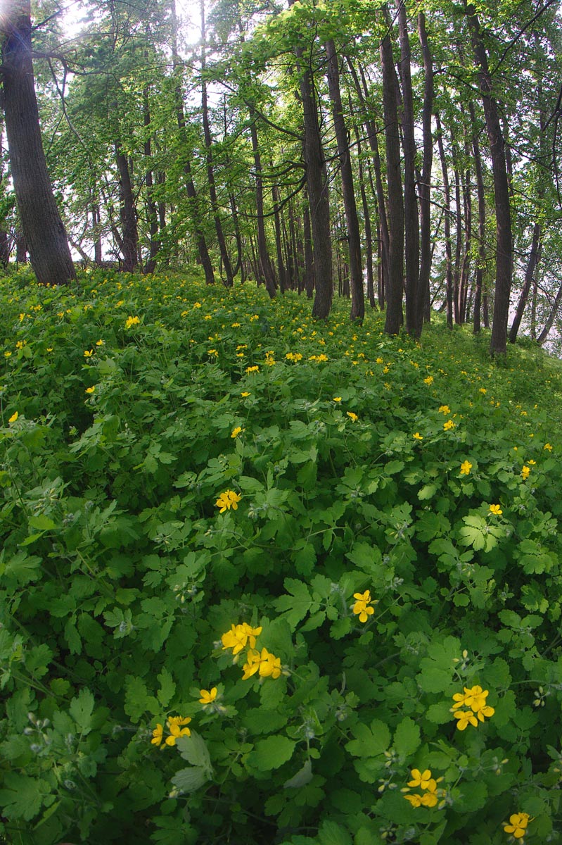 Изображение особи Chelidonium majus.