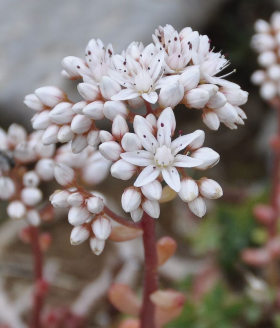 Изображение особи Sedum album.