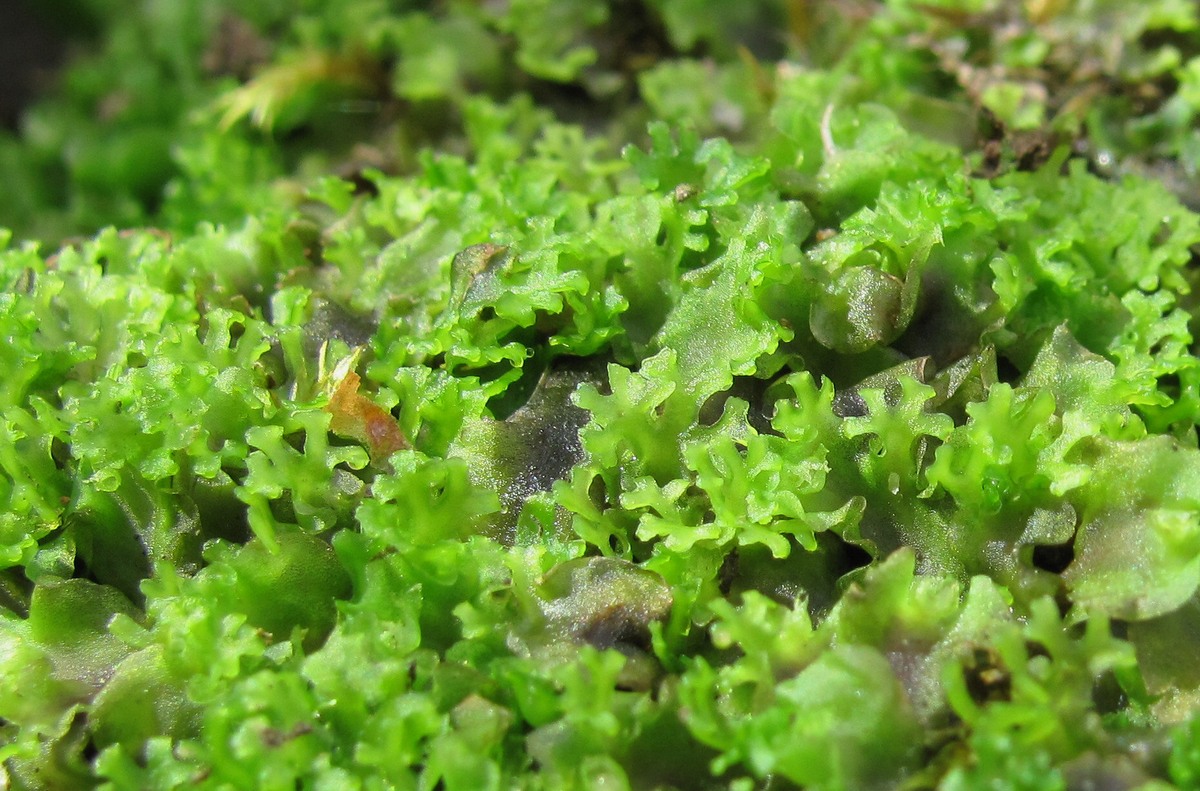 Image of Pellia endiviifolia specimen.